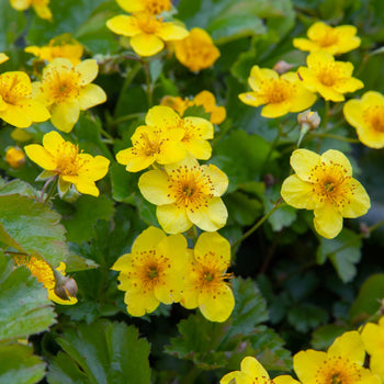 Waldsteinia