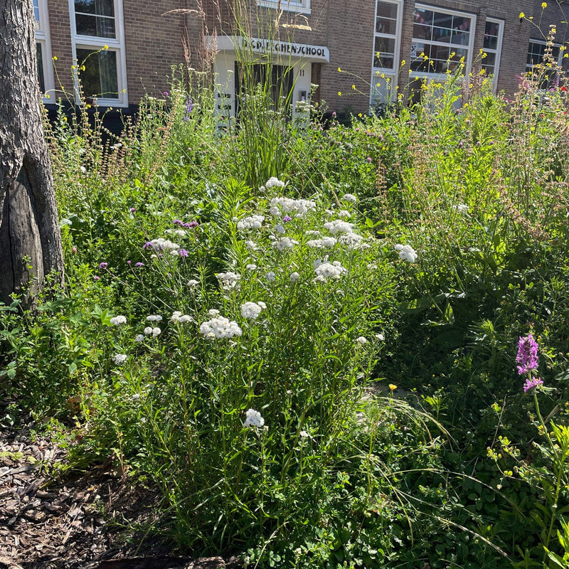 wilde bertram in stadstuin