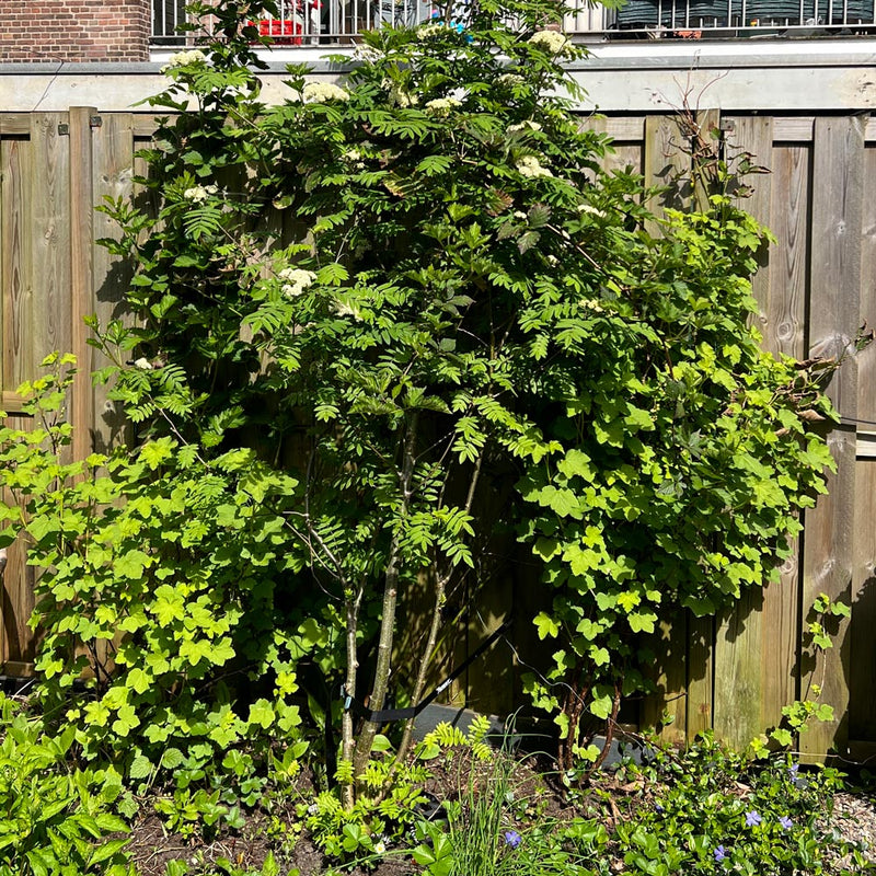 Wilde Lijsterbes in de tuin