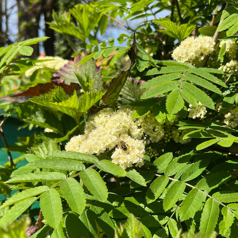 wilde lijsterbes in bloei met bij in de tuin