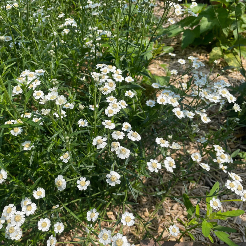 Inheemse wilde bertram met witte bloemen. 