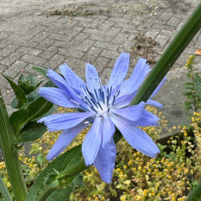 close-up bloem wilde cichorei