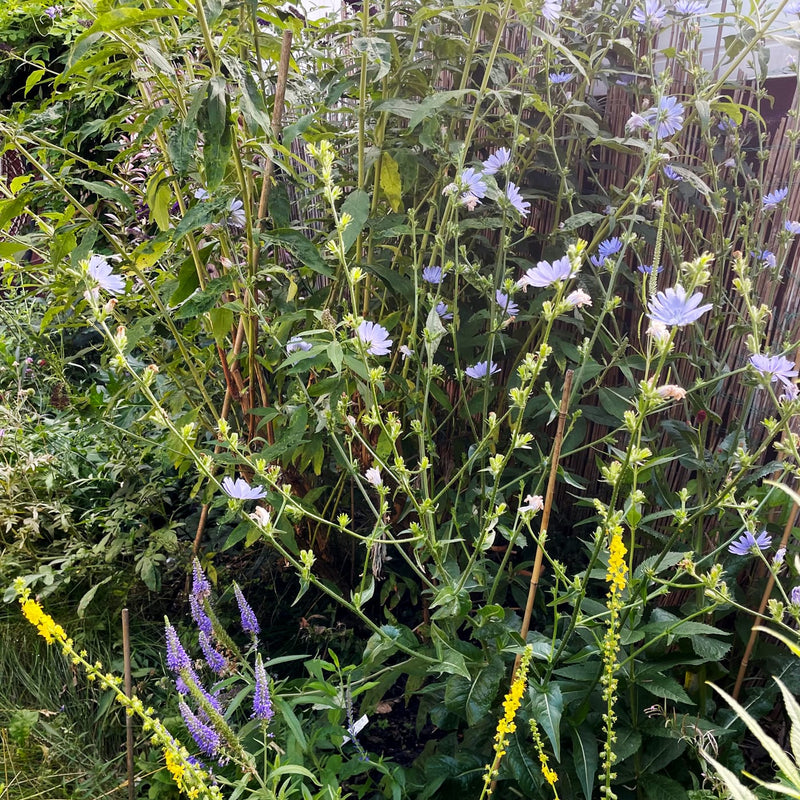 paars blauwe bloemen in een border