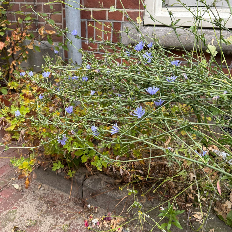 Wilde cichorei in border geveltuin