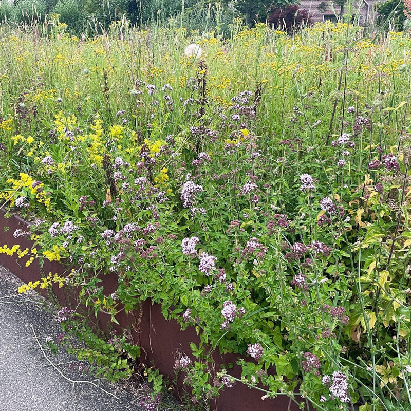 wilde marjolein in en border