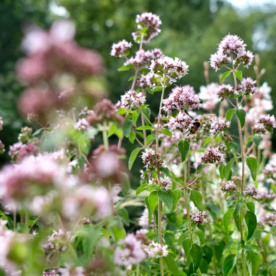 Wilde marjolein