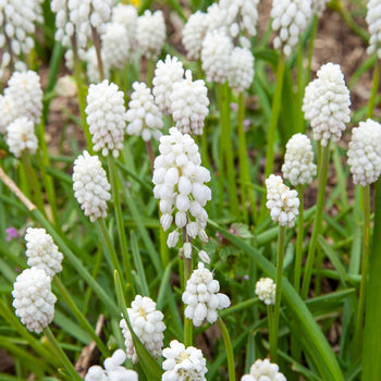 Witte Druifjes