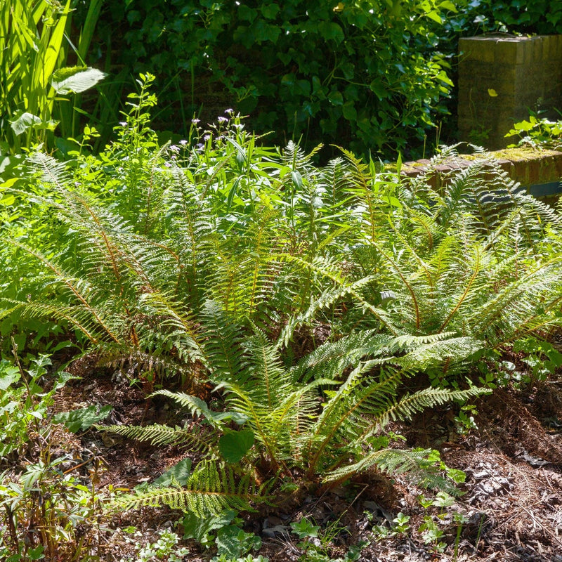  Zachte naaldvaren - 
Polystichum setiferum Herrenhausen
in een border