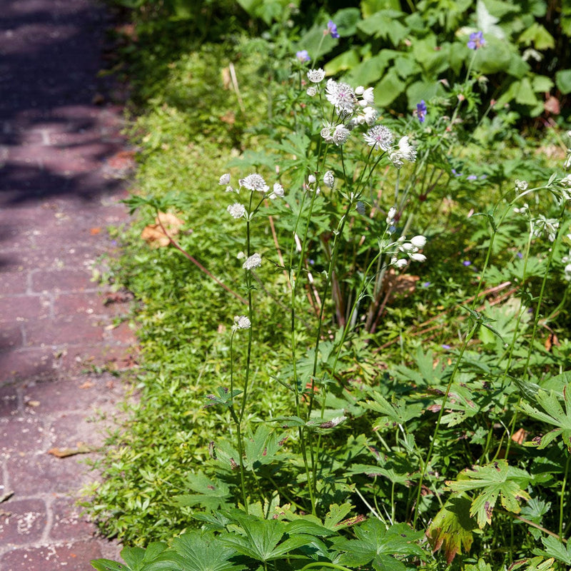 Zeeuws knoopje in border