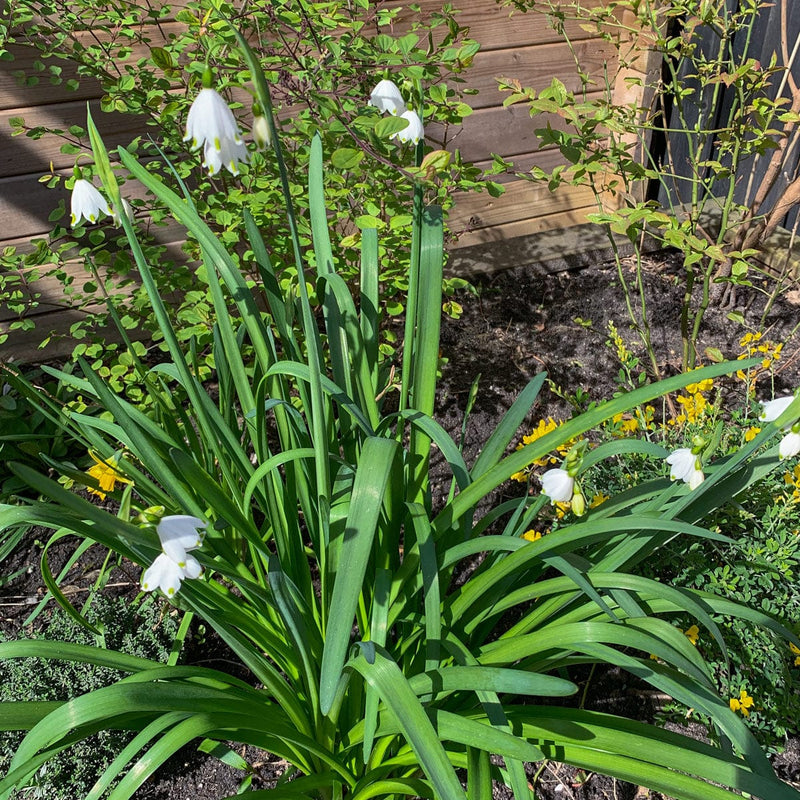 Zomerklokje in een plantenbak