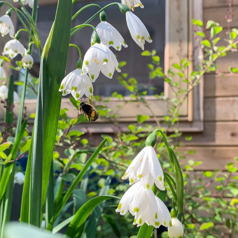 Zomerklokje met een hommel