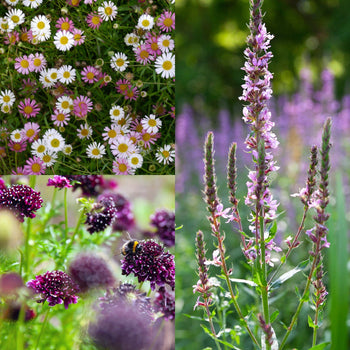 Zomerbloei Roze-wit-bordeaux