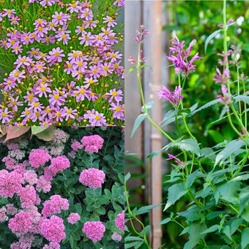 Zomerknallers Roze