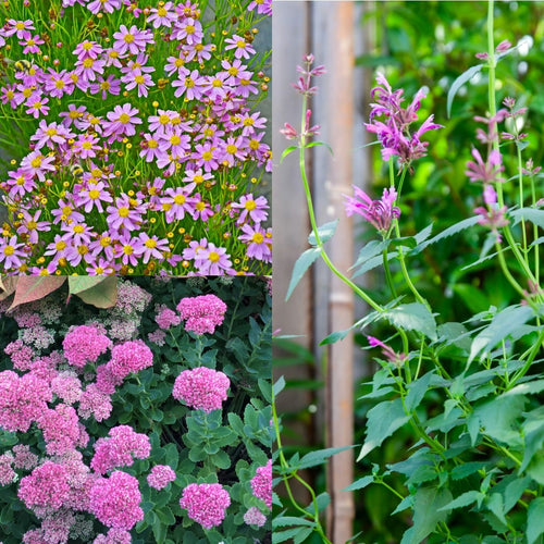 Zomerknallers Roze