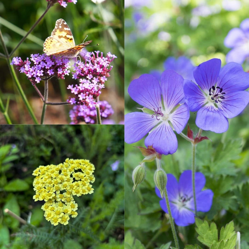 Compilatiebeeld van drie biologische planten die de hele zomer bloeien