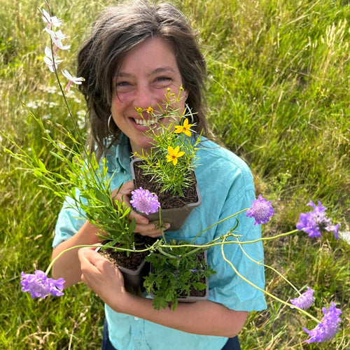 Zomerknallers Zoete Kleuren