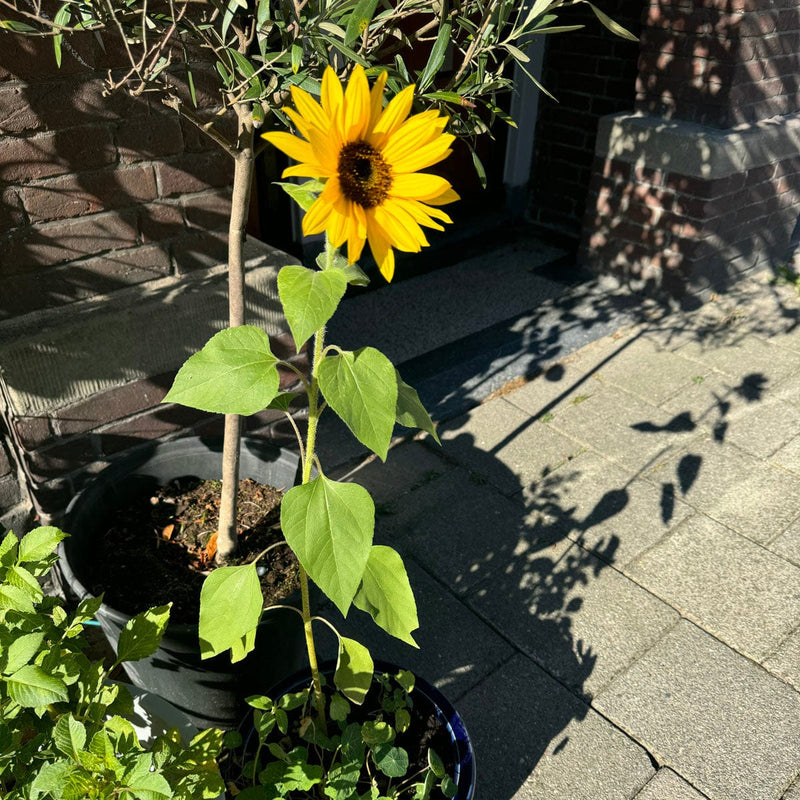 zonnebloem kleinbloemig in pot geveltuin