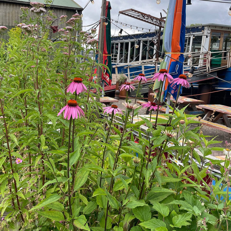 Zonnehoed purpurea magnus in plantenbak