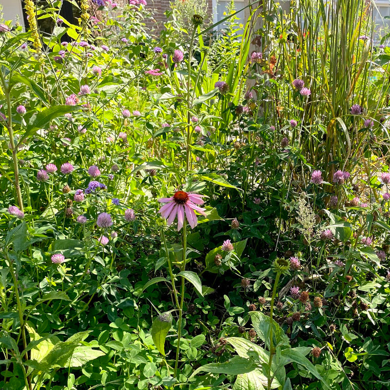 Zonnehoed purpurea magnus in border 