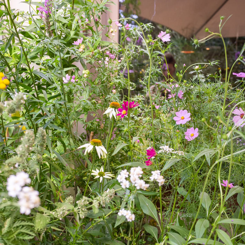 Zonnehoed alba in combinatie met cosmea in een tuin