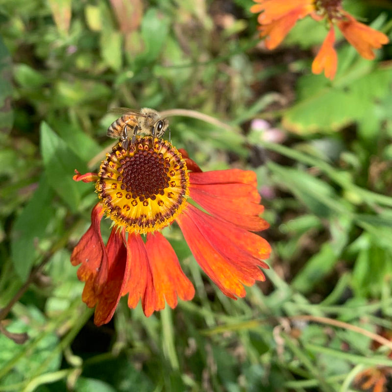 close up bij op zennekruid sahins early flowerer 