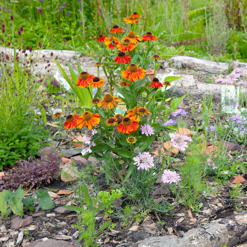 zonnekruid in tuin in bloei