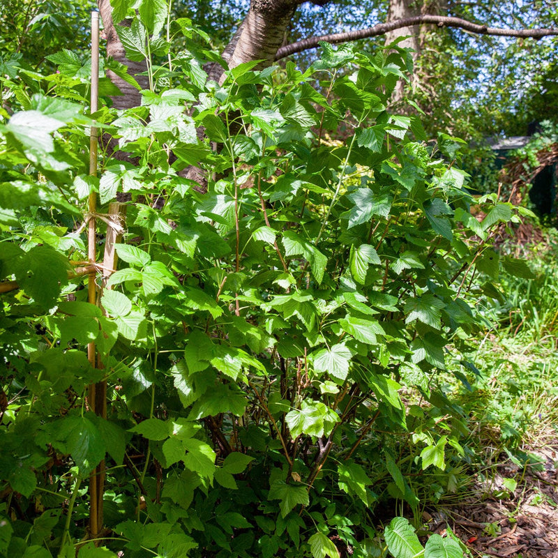 zwarte aalbes struik in een tuin