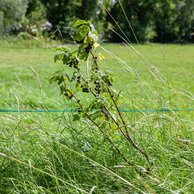 Zwarte aalbes in een tuin