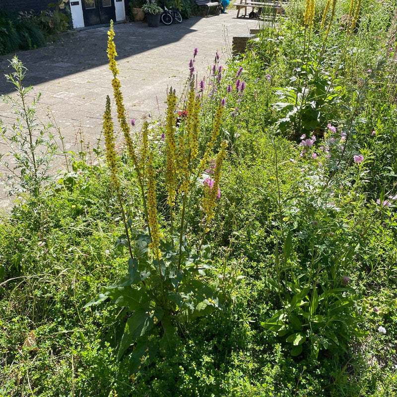 zwarte toorts in border op plantsoen