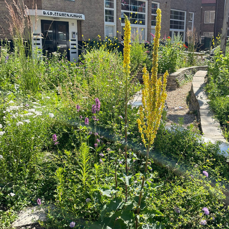 zwarte toorts in border voortuin