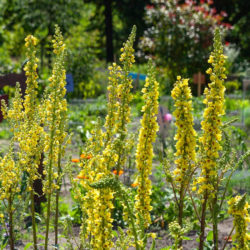 Zwarte toorts close-up bloemen