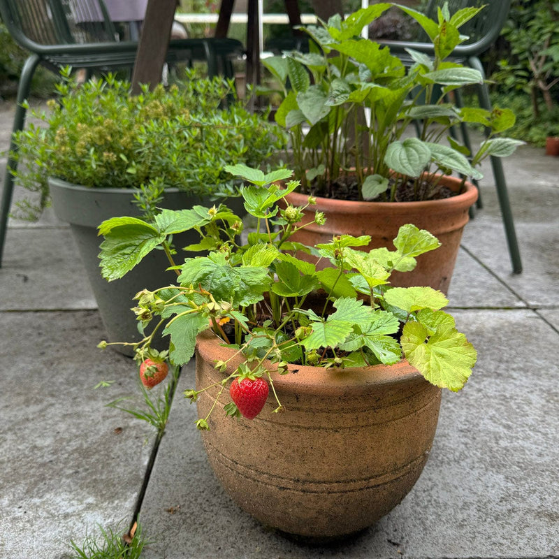 aardbei in pot