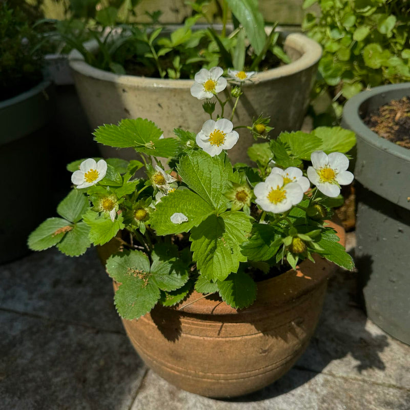 aardbei met bloesem