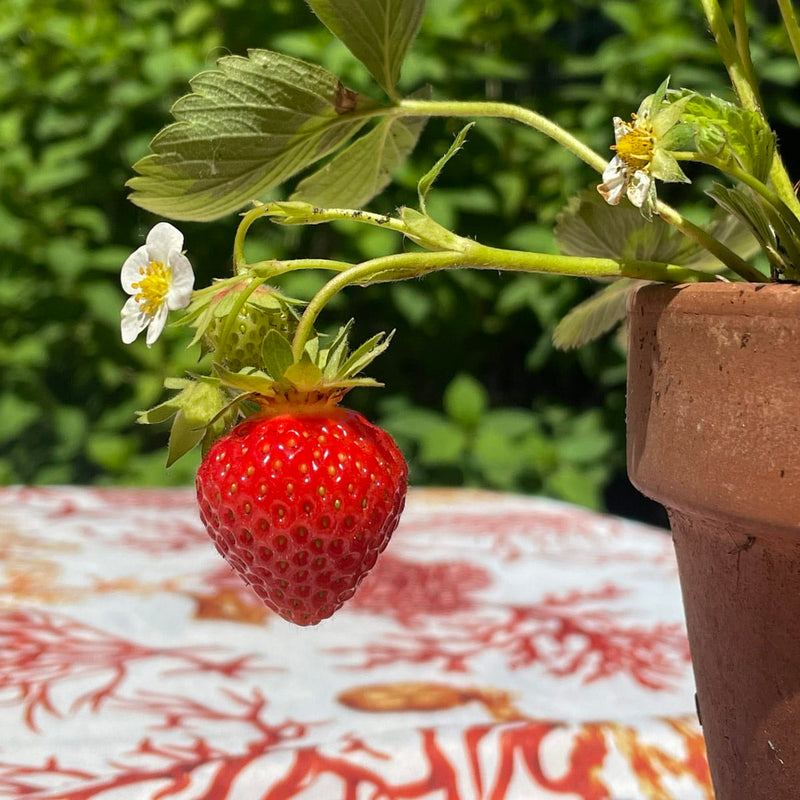 close up aardbei met bloem