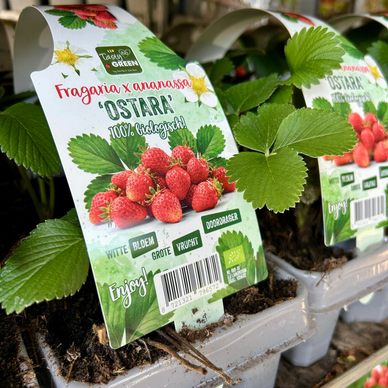 Aardbei sixpack