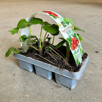 Aardbei sixpack