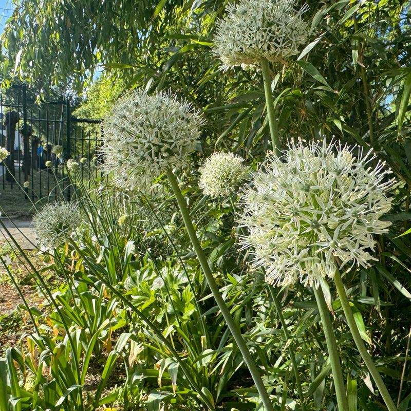 grote witte alliums in bloei in een border