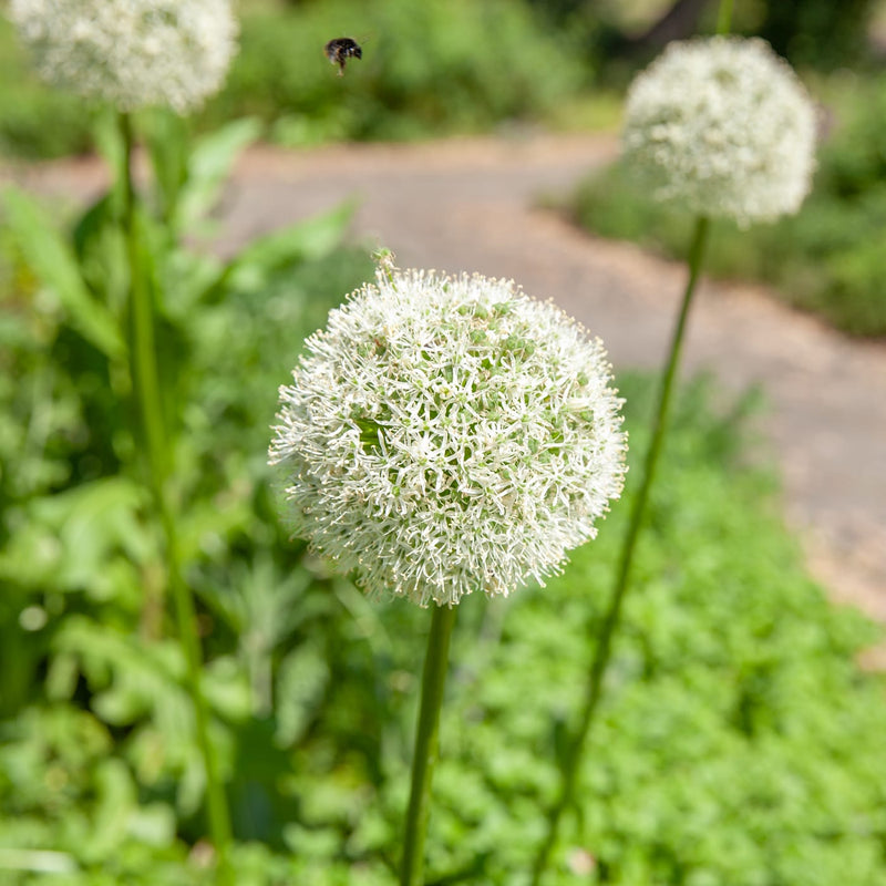grote witte bol op een lange stengel in een stadstuin