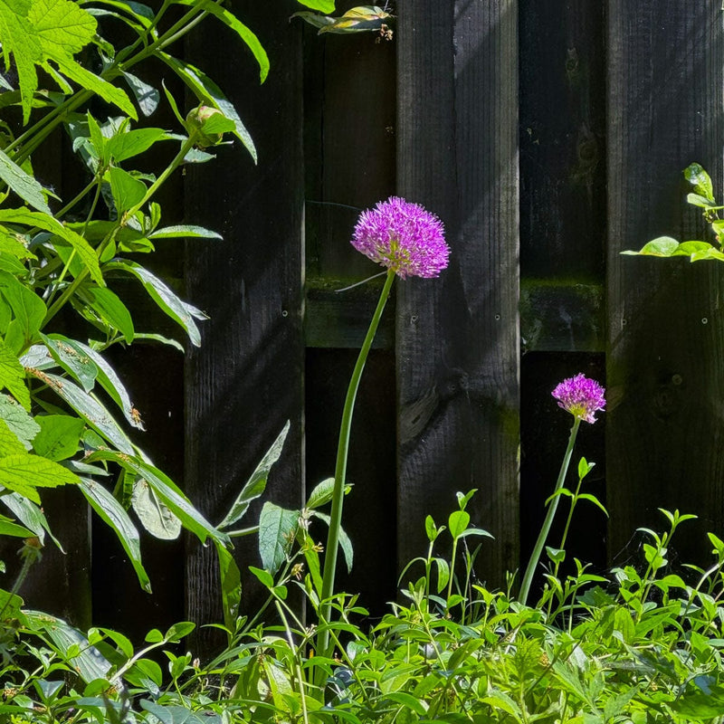 allium pruple sensation tegen zwarte schutting