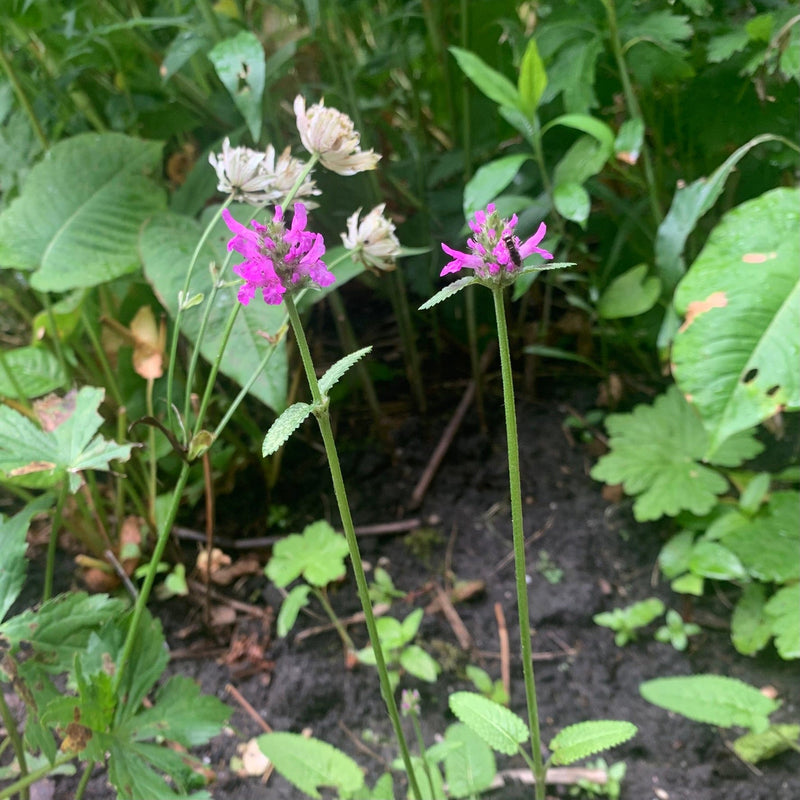 Bloeiende andoorn hummelo met astrantia en zweefvlieg. 