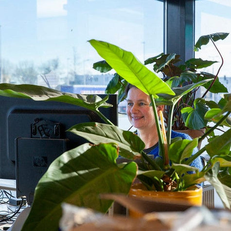 vragenlijst border op maat