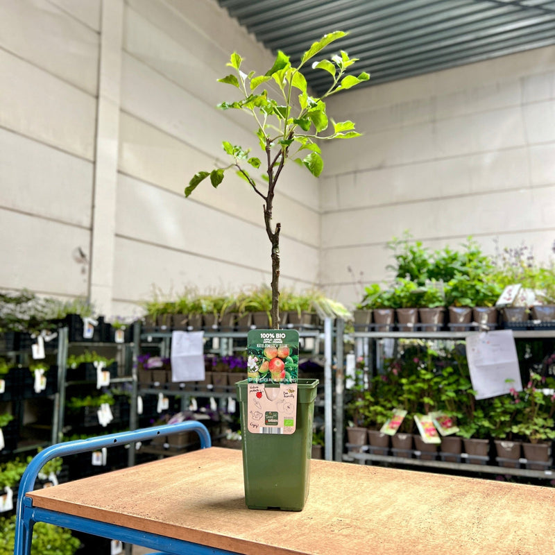 Appelboom Elstar