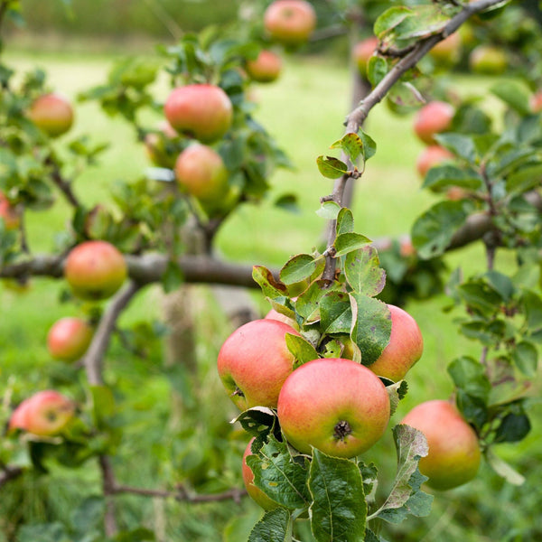 Appelboom Verrassing