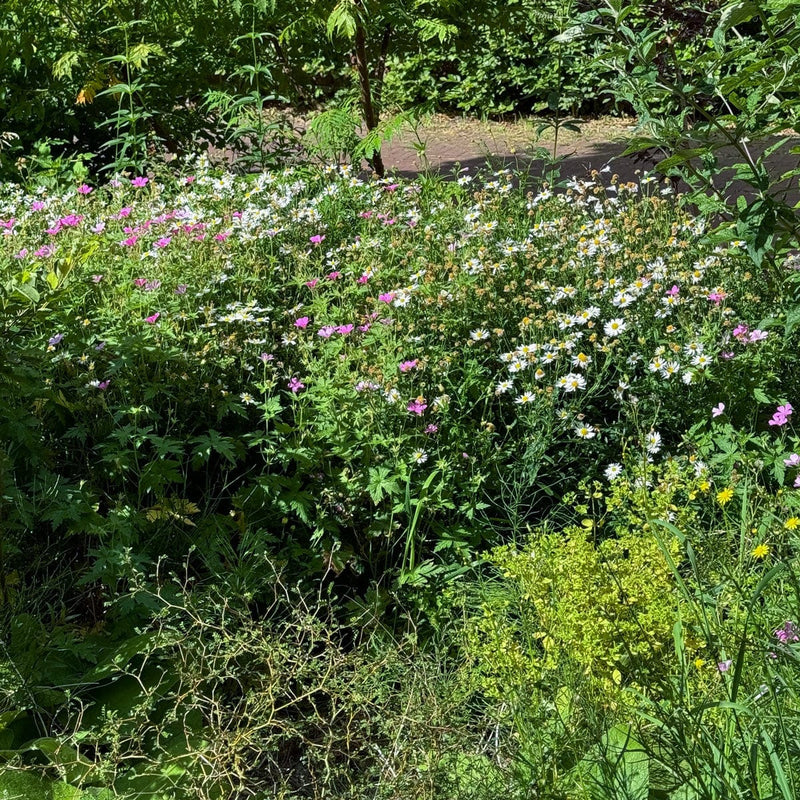 aster ashvi in een border