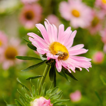 Aster Pink Star