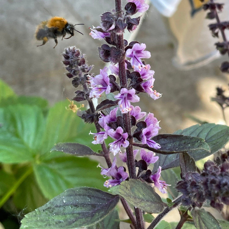 basilicum close up bloem met hommel