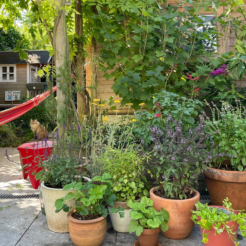 basilicum in pot in tuin