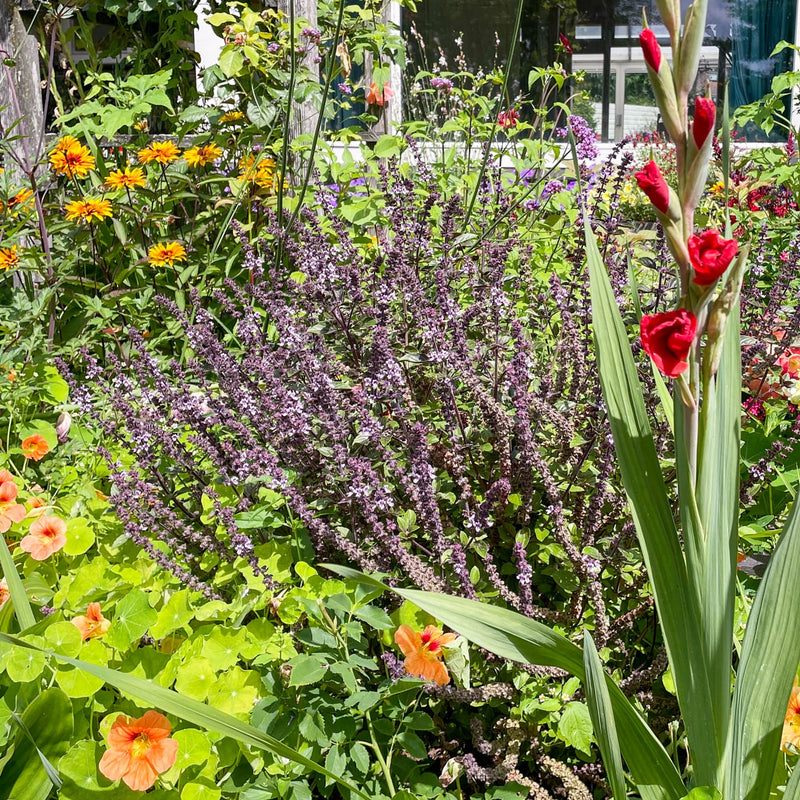 basilicum in bloei met lichtpaarse bloem in een voortuin