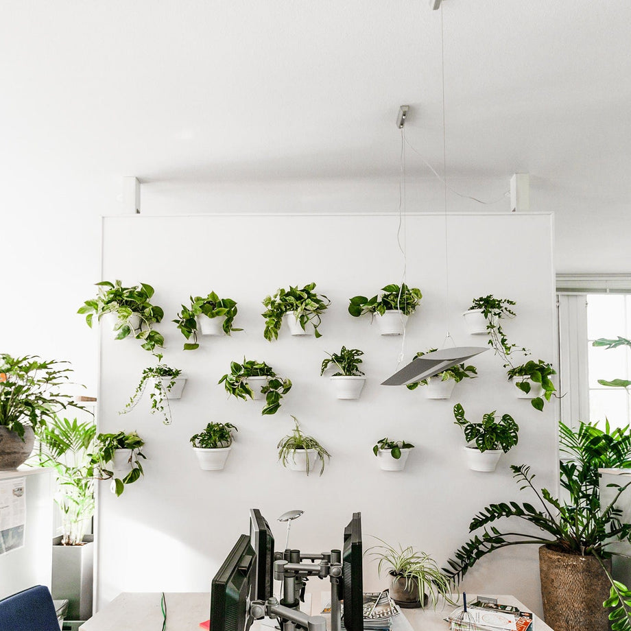 Kantoorruimte met verschillende kamerplanten op de grond en aan de wand
