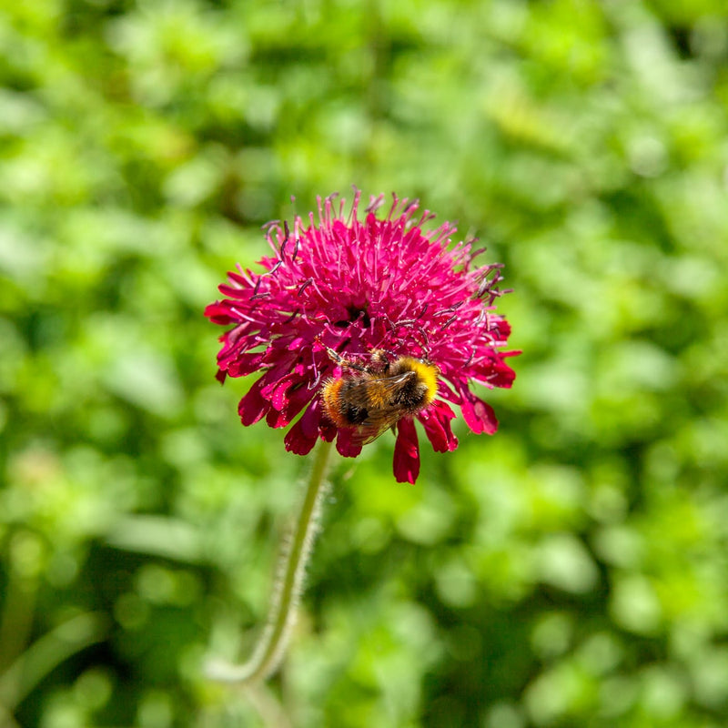 biologische beemdkroon met roze paarse bloemen op lange steel  met daar op een hommel